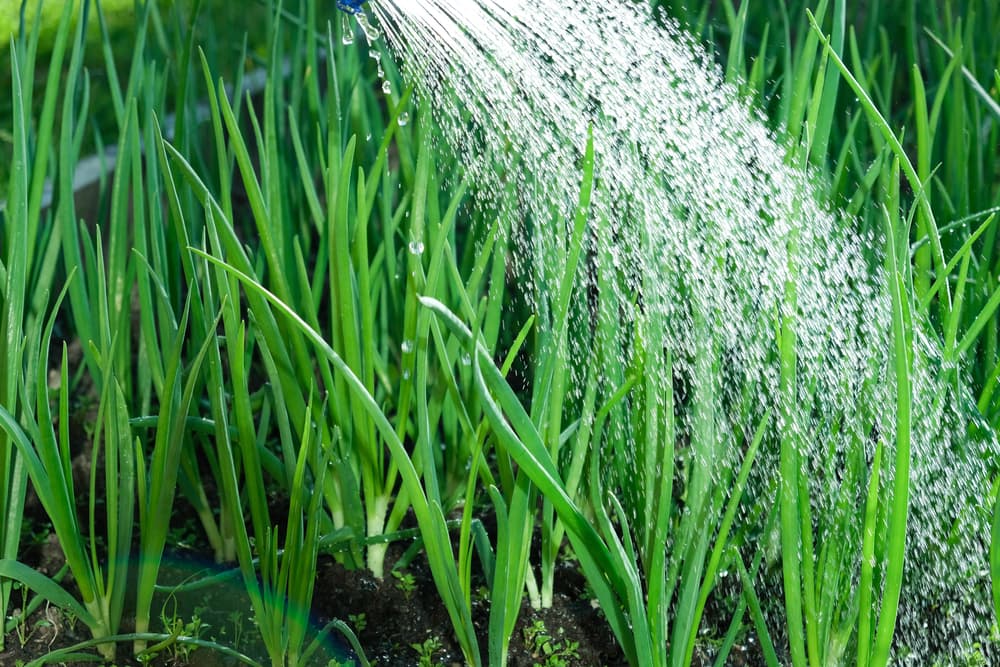 hand watering a field of onion plants