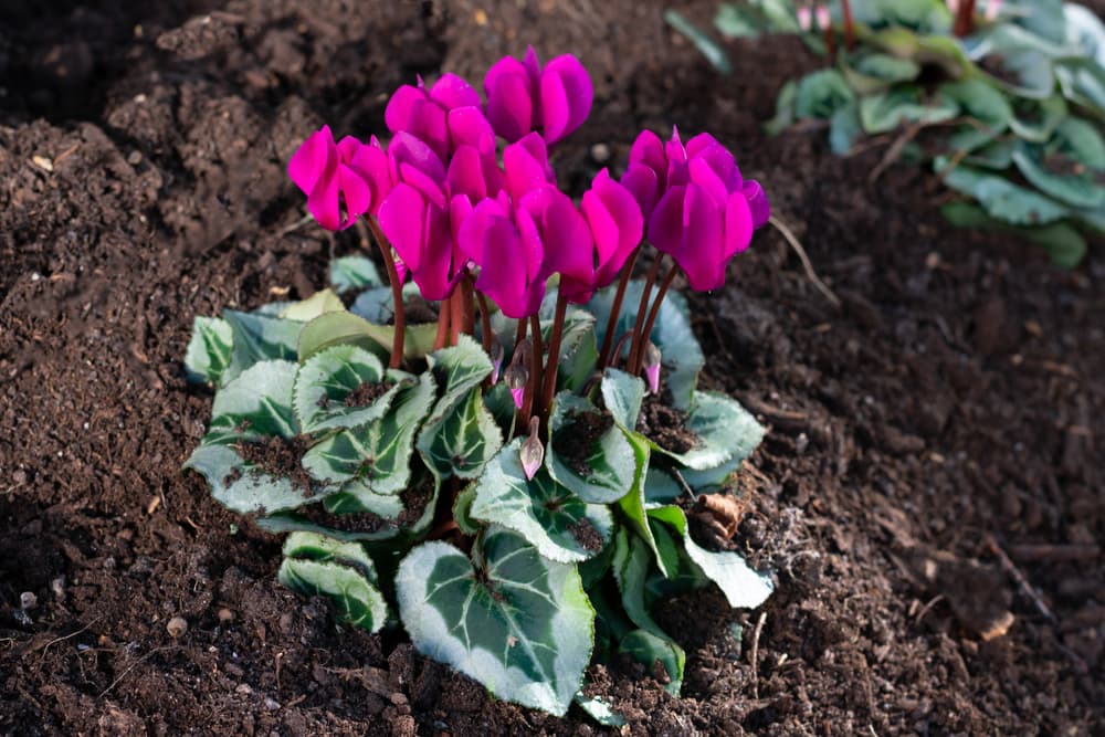 magenta coloured blooms of a freshly planted out Cyclamen plant