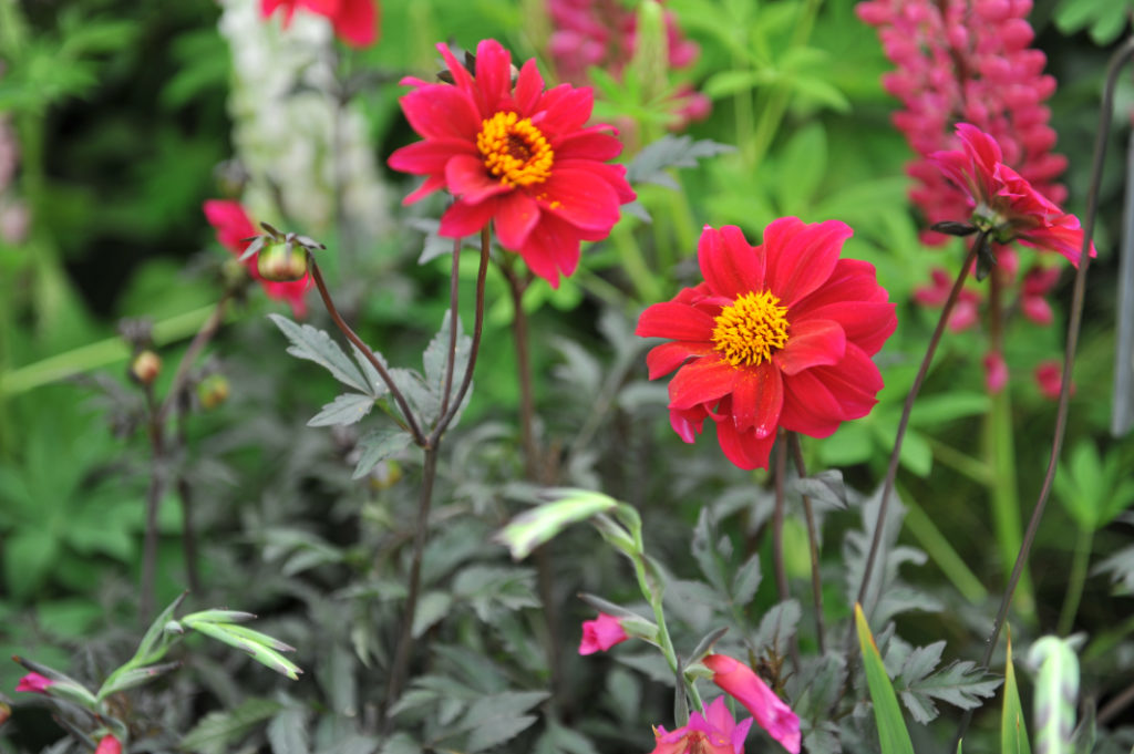 dahlia 'bishop of Canterbury' flowers with red petals and yellow centres growing outside in front of other purple flowers