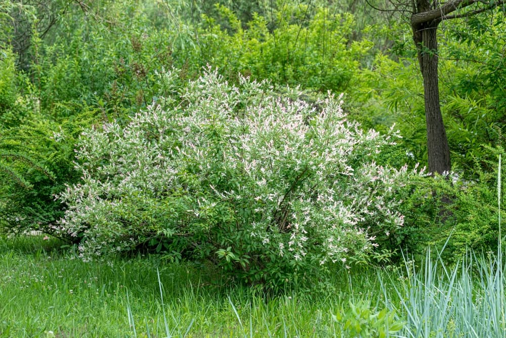 a wide spreading Salix integra tree