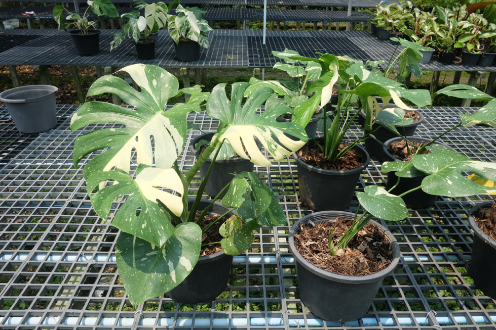 several variegated monstera plants of different sizes in containers growing outside on a metal grid
