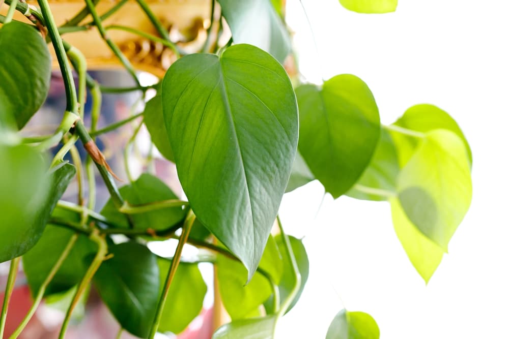 Epipremnum aureum
