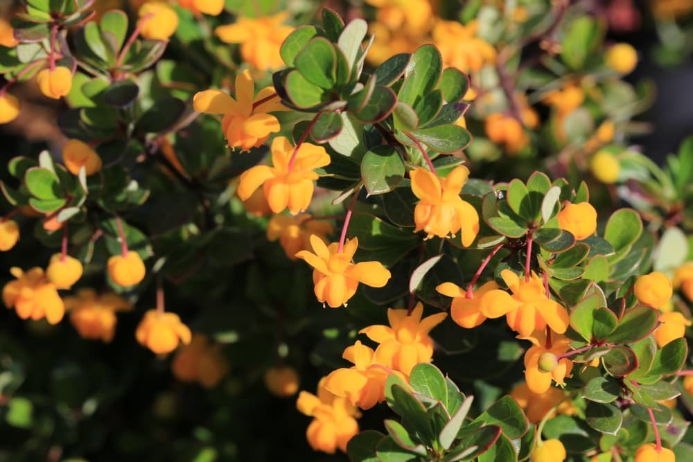 Berberis with orange flowers