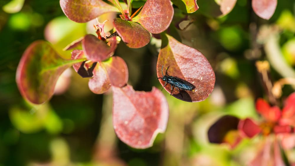 sawfly shown on the foliage of a barberry plant