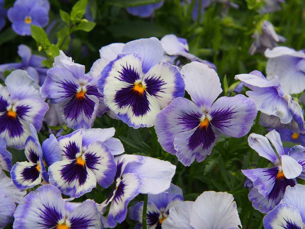 viola 'adonis' with blue and purple petals growing outside in a garden bed