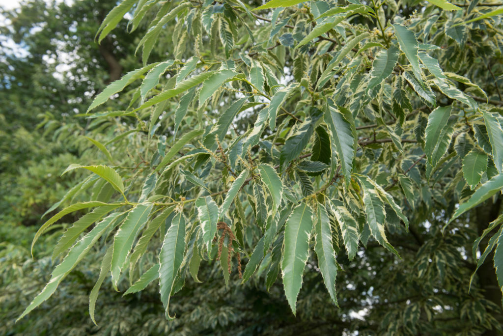 Castanea sativa 'Albomarginata' growing outside with cream and green leaves and catkins 