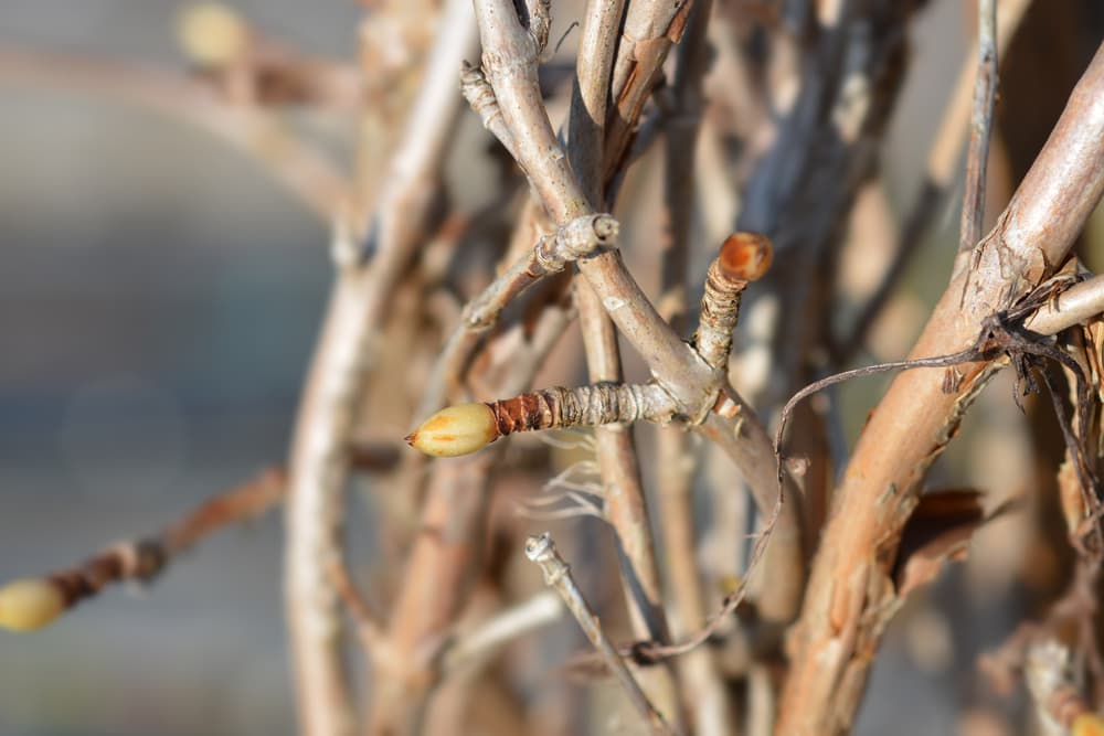 magnified view of branches of Hydrangea anomala subsp. petiolaris with early spring buds forming