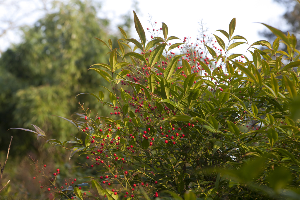 Skimmia japonica 'Nymans' with red berries growing outdoors with trees and a blue sky behind it