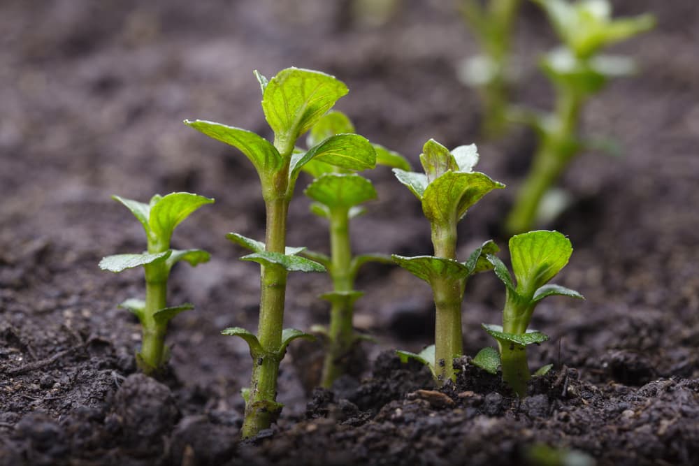 mint seedlings growing from compost