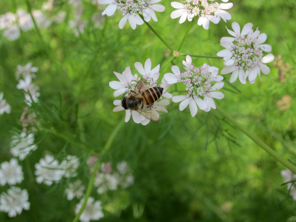 white flowers with pink tips growing outside with a bee sat on top of one in front of a leafy background