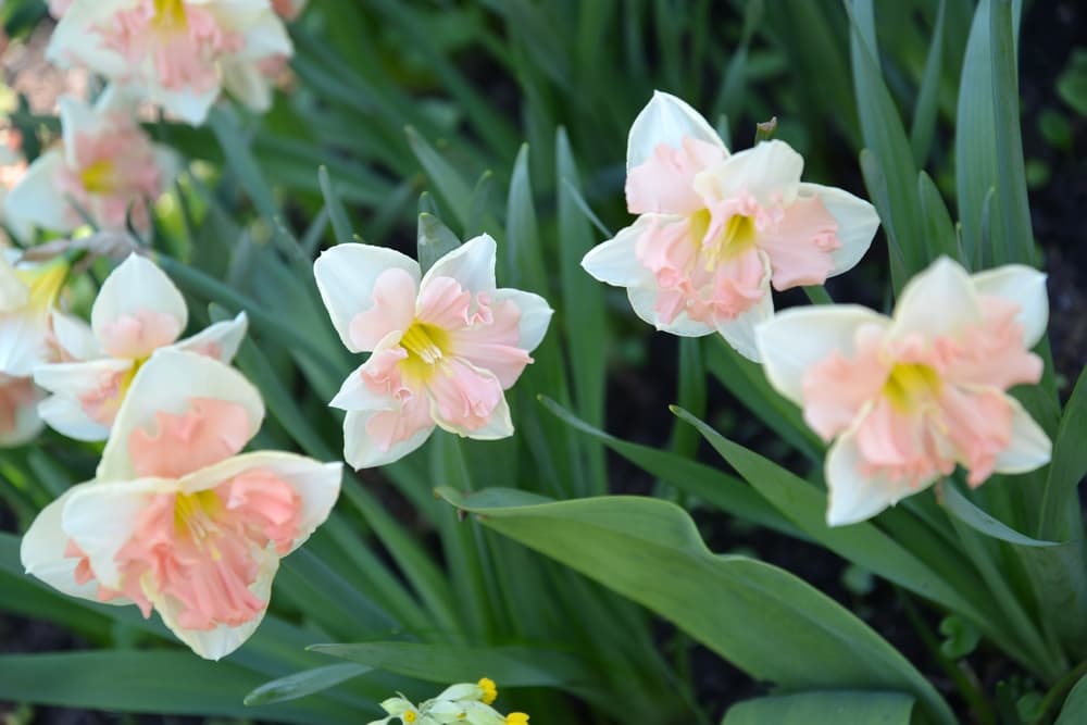 Narcissus 'Pink Wonder' with pink, white and yellow flowers and long green leaves
