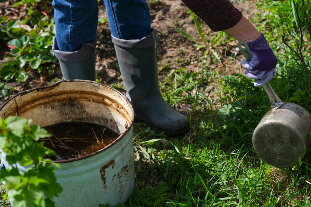 someone using a saucepan to pour comfrey tea onto growing plants, with a big container of the mixture next to them