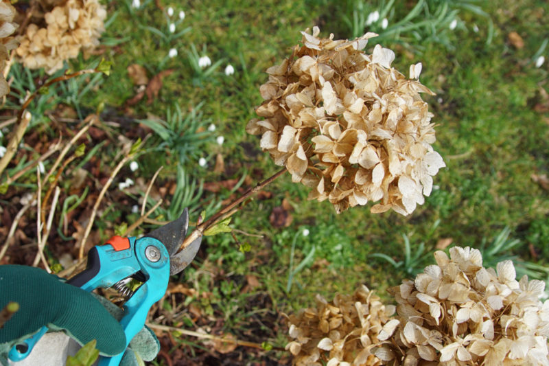 Why, How & When To Prune Hydrangeas Horticulture.co.uk