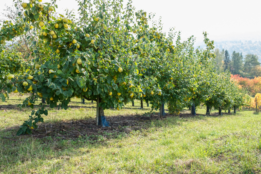 several Cydonia oblonga trees with yellow fruits lined up and growing in a grassy field next to each other