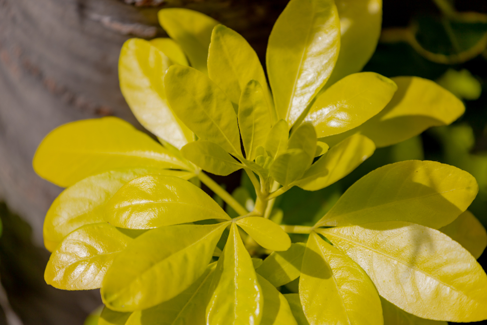 the pale-green leaves of a potted choisya
