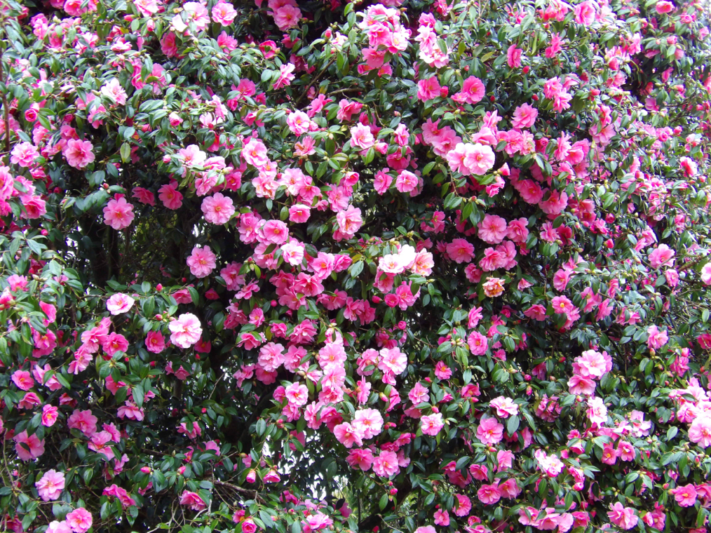 large camellia shrub with pink flowers growing outside in the winter
