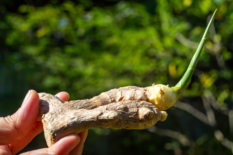 a hand holding up a sprouted ginger root in front of green foliage outside