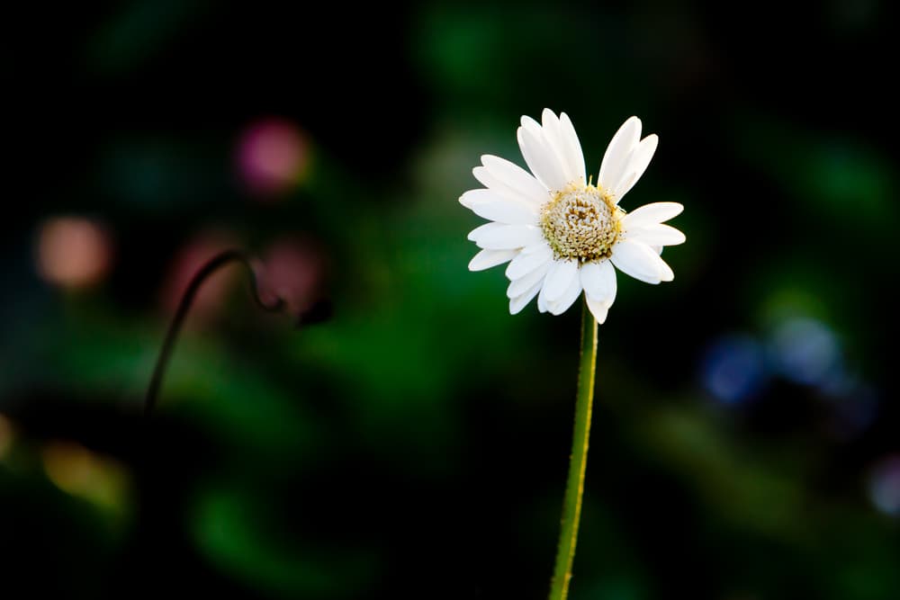 Gerbera Everlast 'White' flower with pure white petals