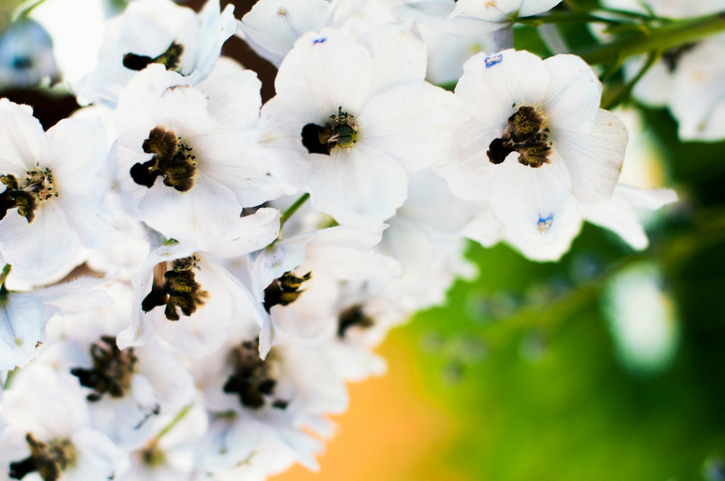 white flowering delphiniums with browny-black centres