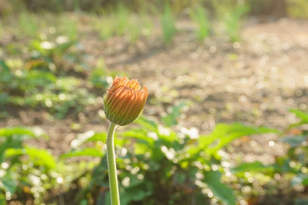 bud of Gerbera jamesonii beginning to open in the sunlight