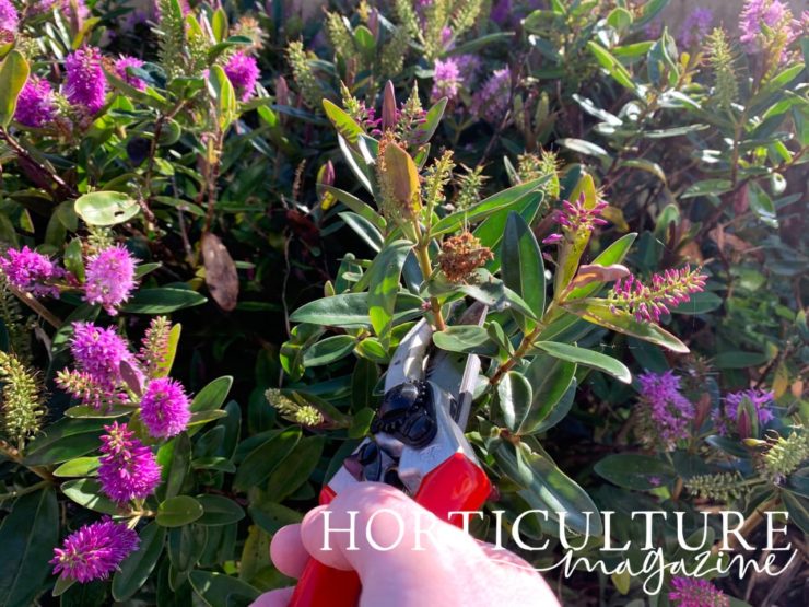 How (And When) To Prune Hebe (4 Steps) Horticulture