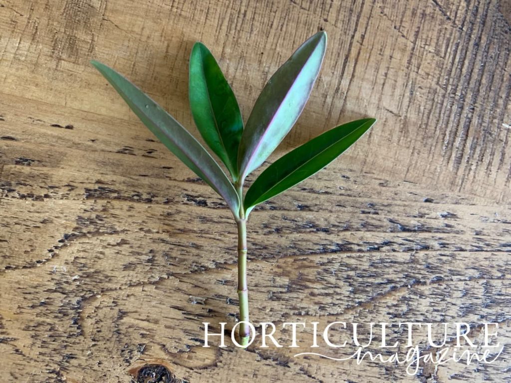 a Hebe cutting sat on a timber worktop