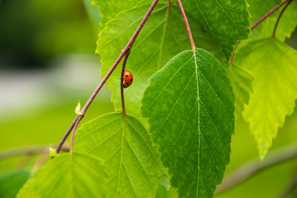 a ladybird crawling down the stem to the leaves of a birchtree
