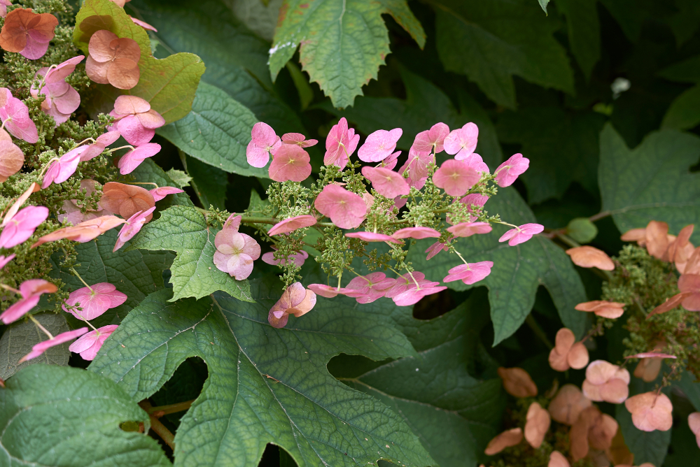 baby pink flowers of a hydrangea quercifolia plant growing outdoors