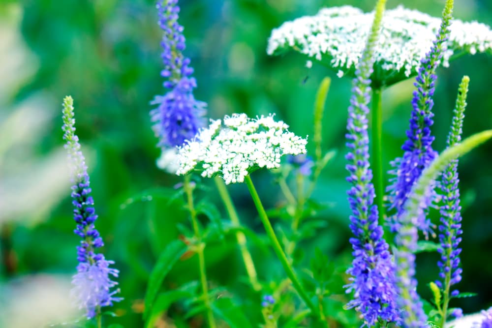 blue speedwell flowers growing alongside umbels of white flowers