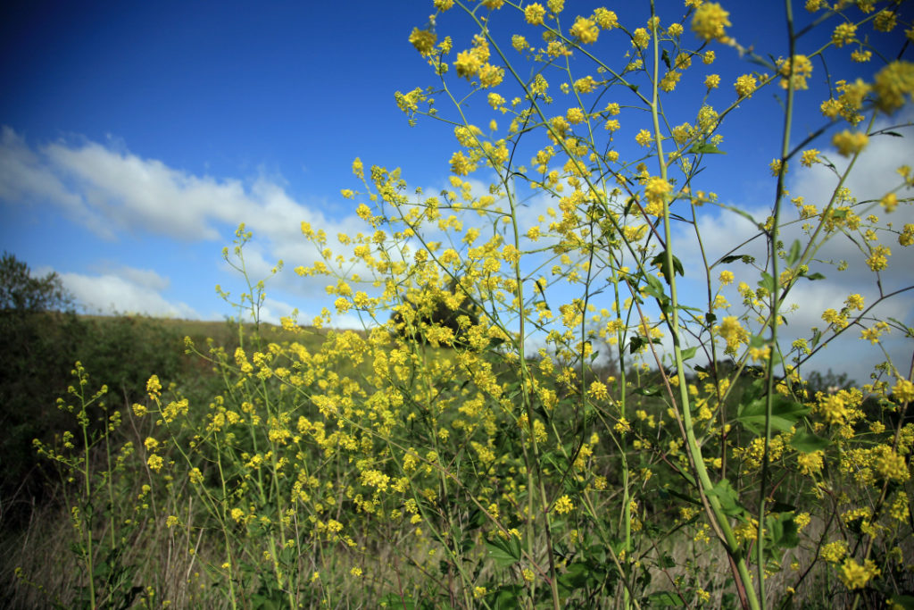 yellow flowers of a black mustard plant growing in a field against a blue sky