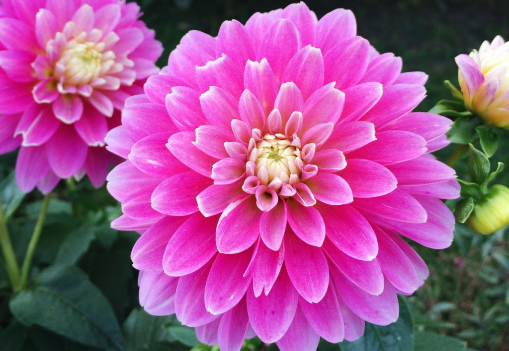 dahlia 'gallery rembrandt' with pink petals and a white, creamy centre with other flowers in the background