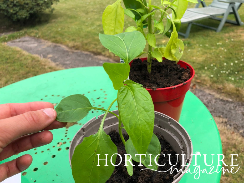 a hand holding the leaf of a young chilli plant to reveal its size with a grassy garden in the background