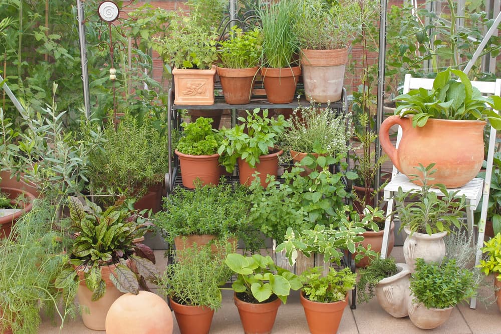 a large potted herb garden shown next to a greenhouse