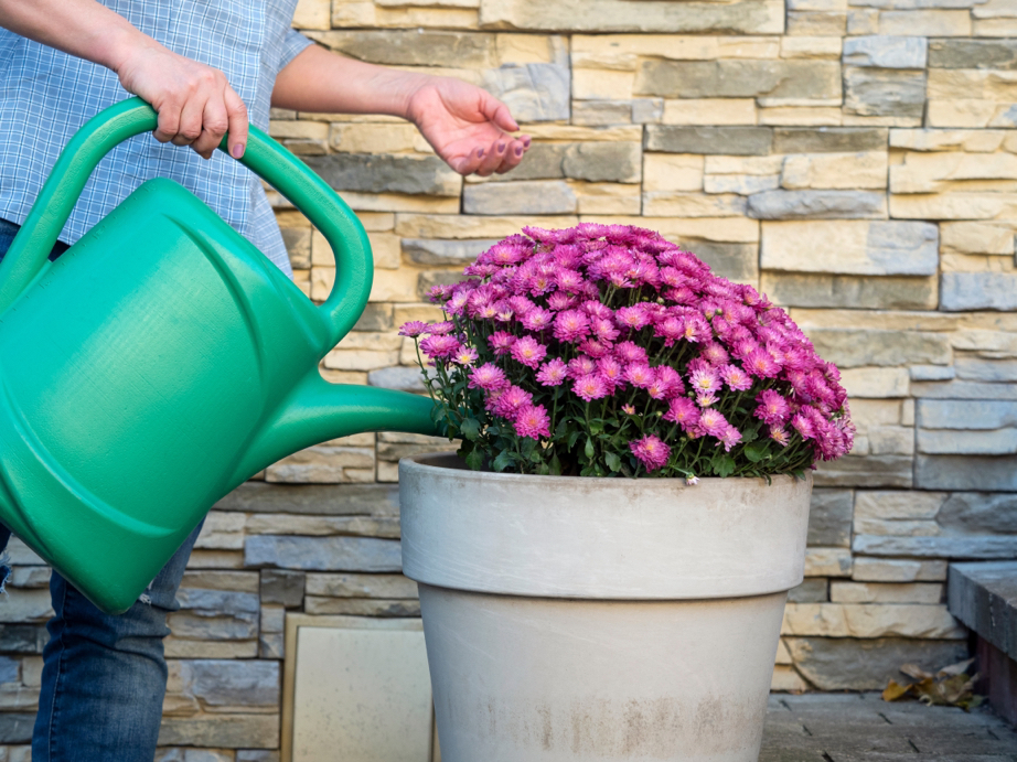 gardener using a green watering can to water pink asters growing in a pot in front of a stony wall outside
