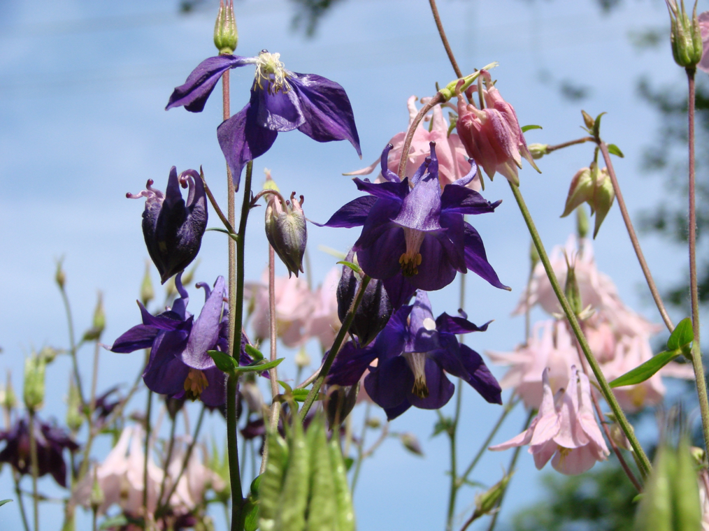 purple and pink flowering columbines growing in front of a blue sky