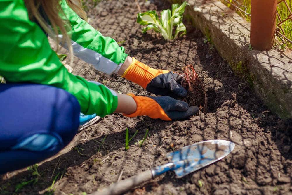 hands shown planting the bare root of false goat's beard into a planting hole