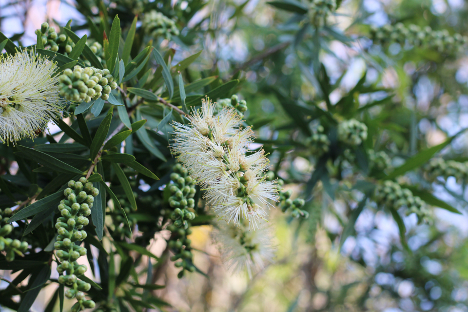white flowering bottlebrush tree with green seeds growing outdoors