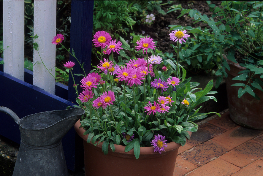 pink and purple flowering asters growing in a terracotta container in front of other green plants and a white and blue fence