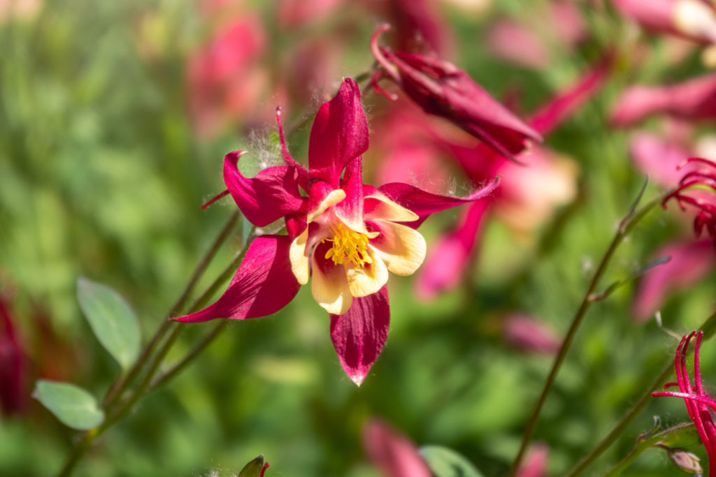 red and yellow flowering crimson columbine growing in a bed