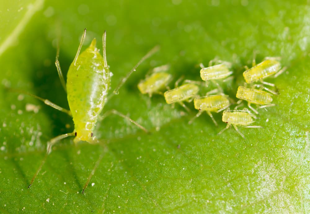 magnified aphids shown on the surface of a leaf