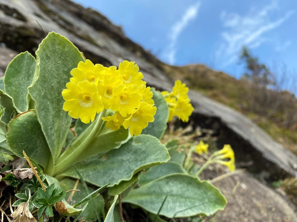 Mountain cowslip in its natural environment