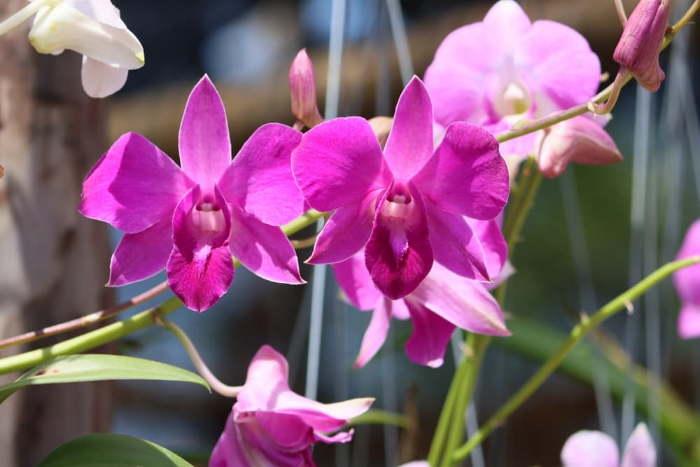 beautiful pink flowers of Dendrobium nobile