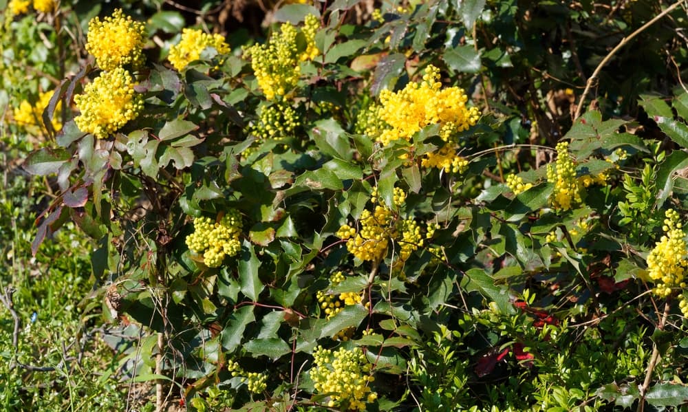 shrubby Oregon grape plant
