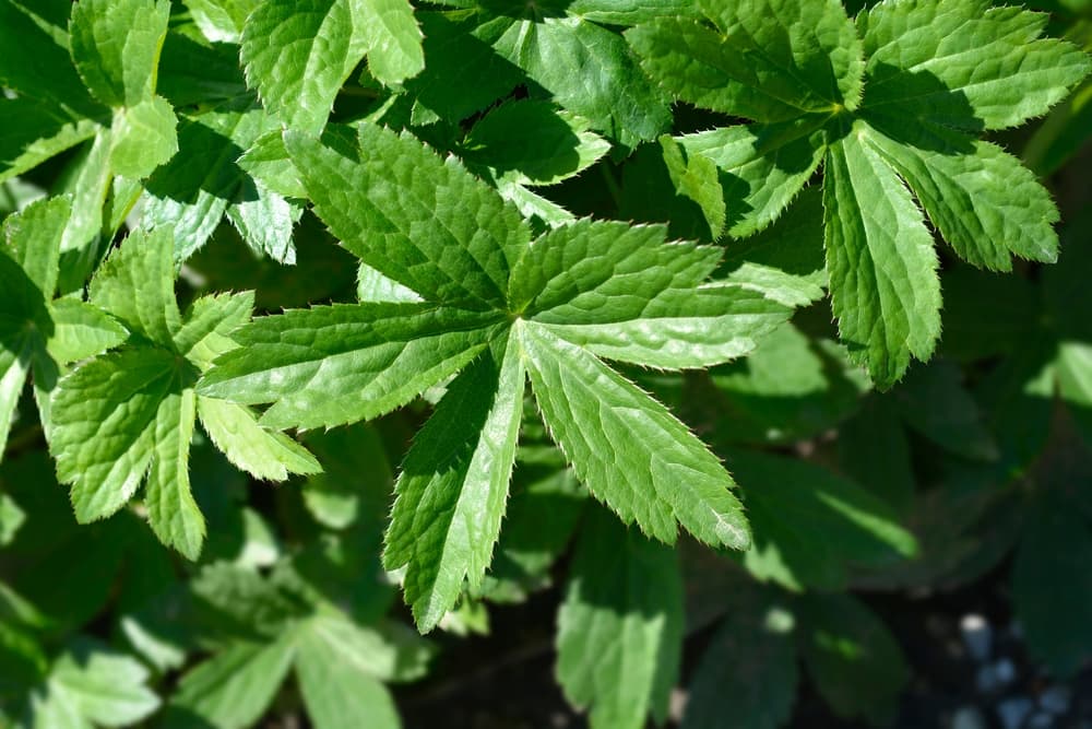 foliage of Astrantia plant