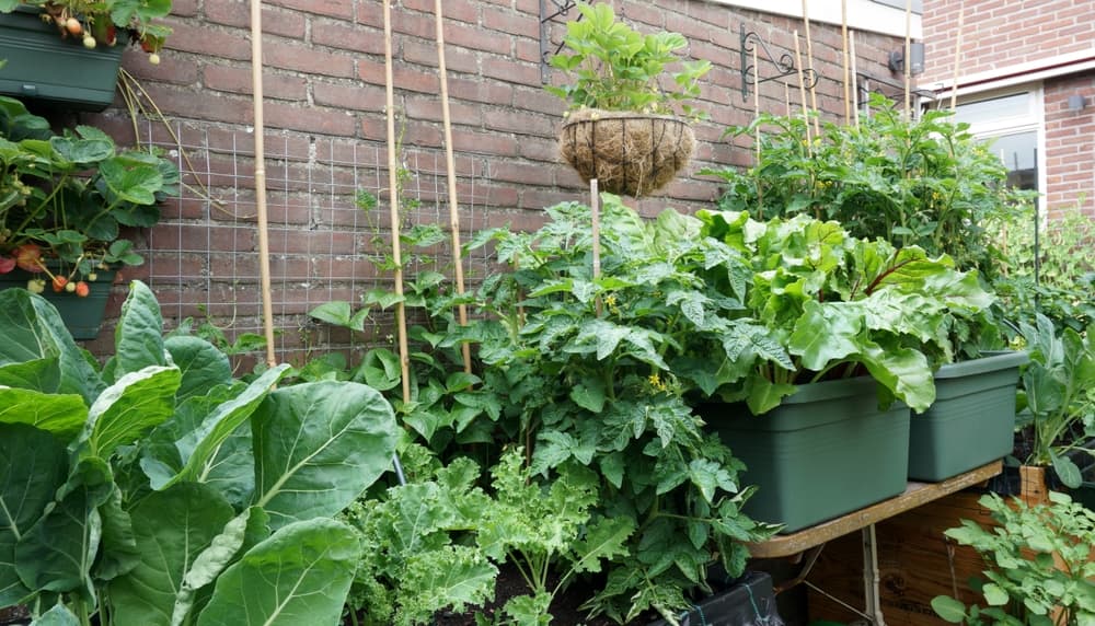 an urban garden growing tomatoes, brussels sprouts, strawberry, kale and more in containers