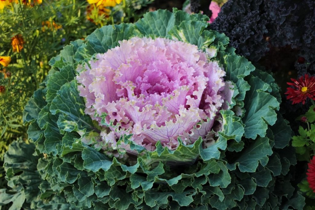 Ornamental Kale ‘Nagoya’ growing with other plants around it, featuring a baby pink centre and green leaves on the outside