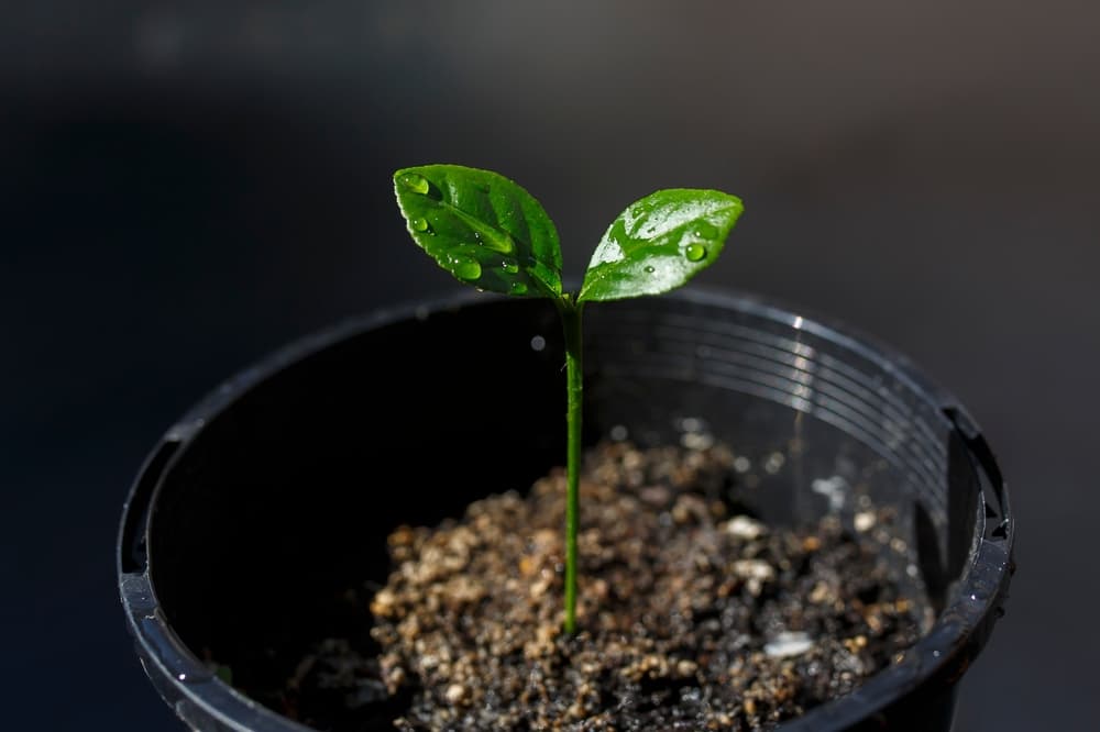 citrus seedling growing upwards from a small black plastic pot