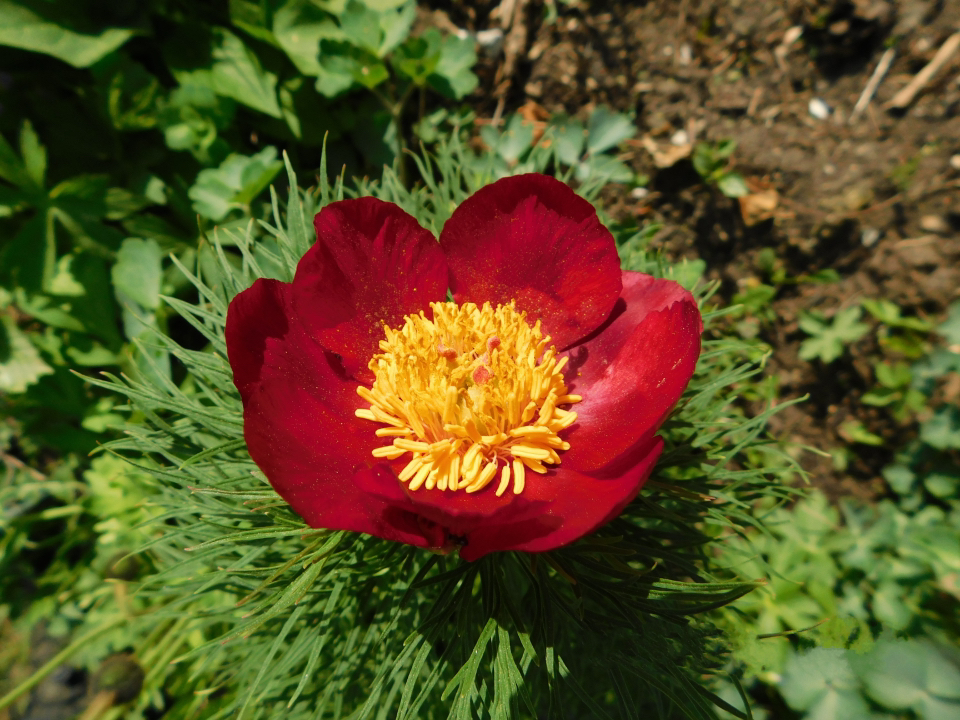 p. tenuifolia with deep red petals and a yellow centre growing outside in a flowerbed