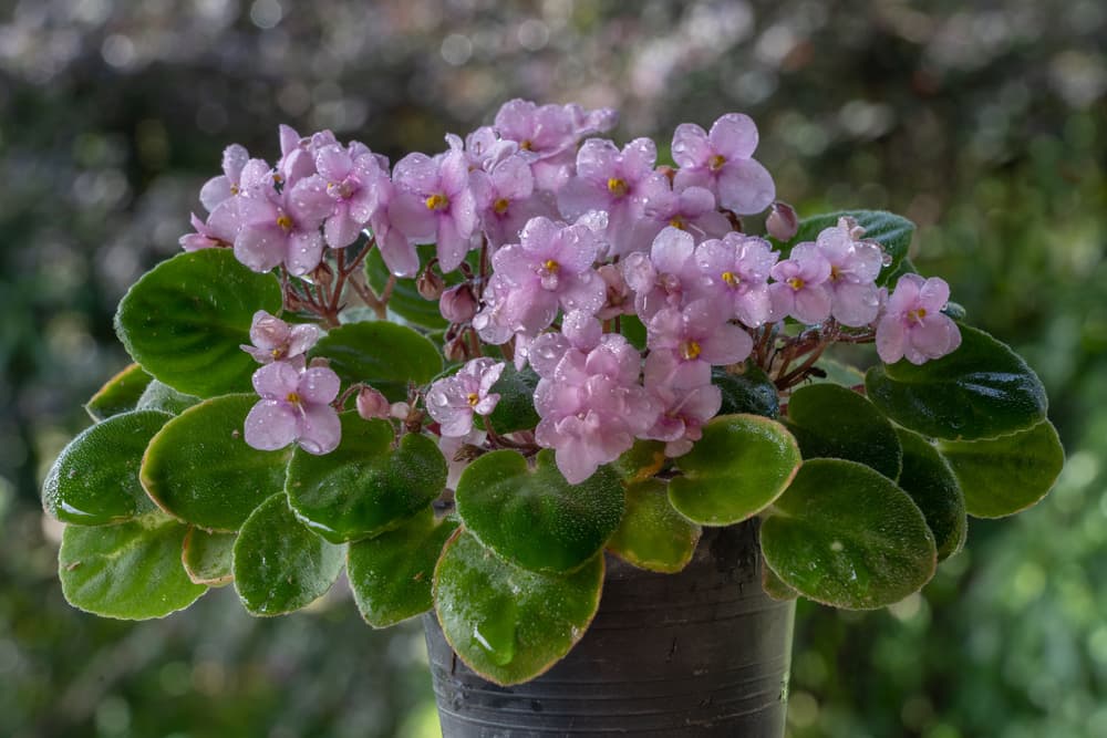 light pink African Violet (Streptocarpus) flowers growing from a black container