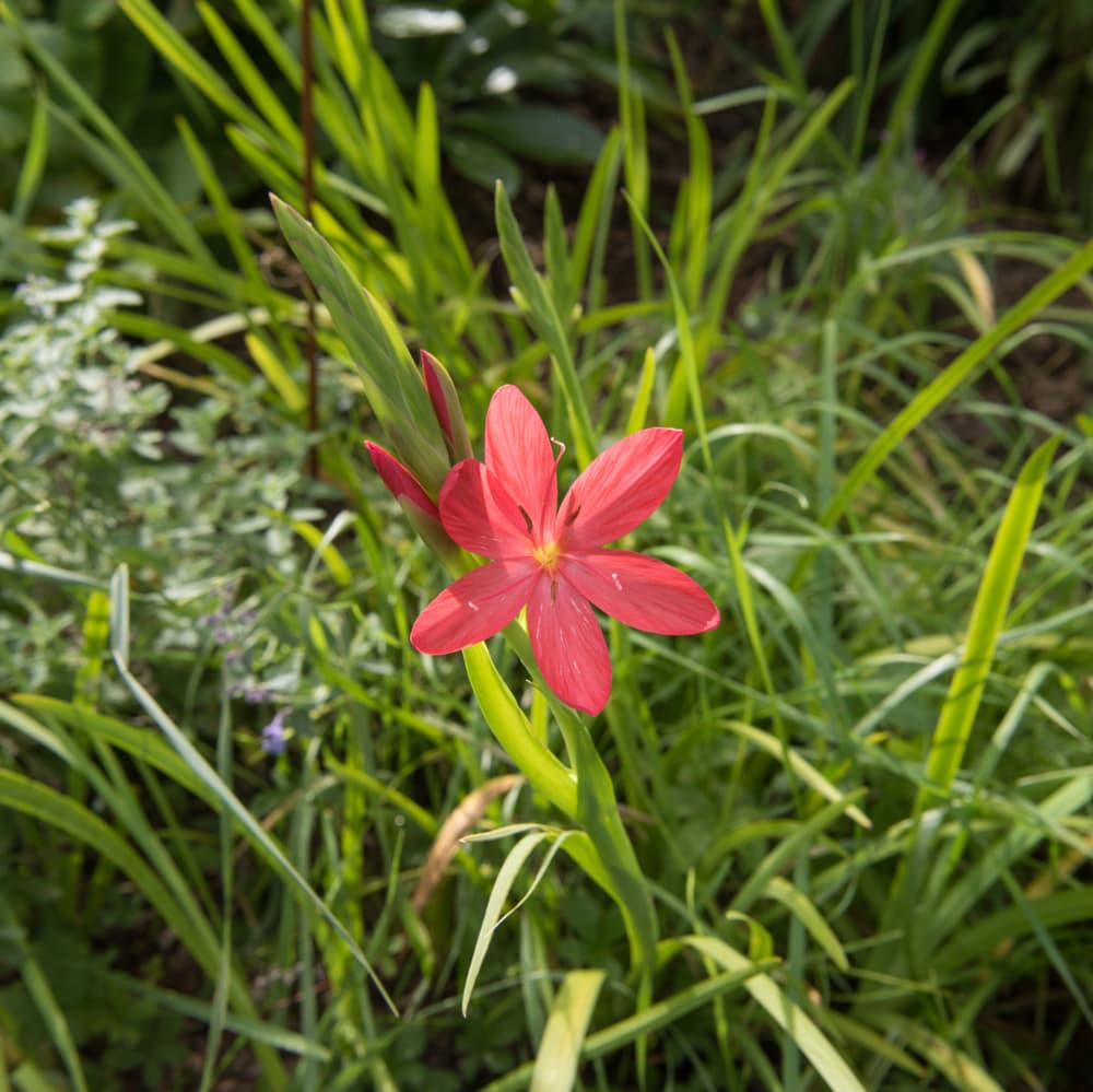 Hesperantha coccinea 'Major' stem growing vertically with emerging red flowers